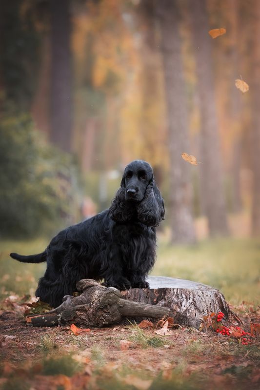 Прогулка в осеннем  лесуphoto preview
