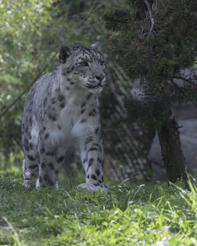 Snow leopardphoto preview