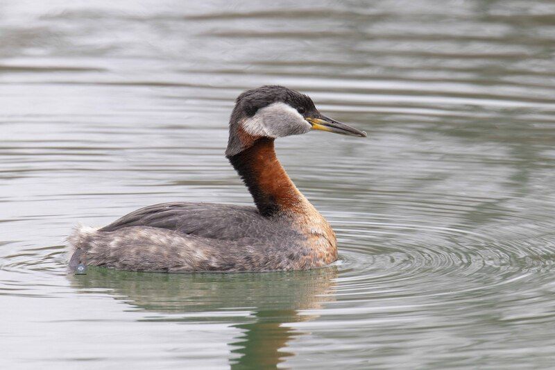 Red-necked grebephoto preview