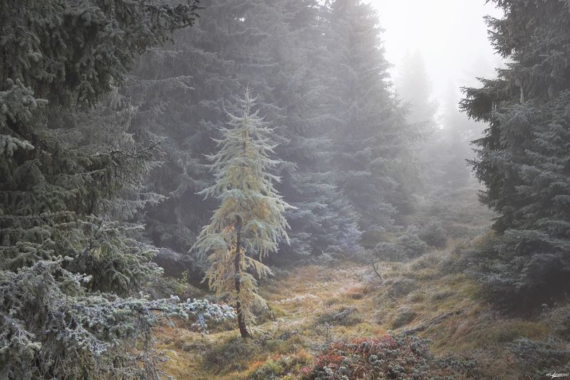 swiss Соло..photo preview