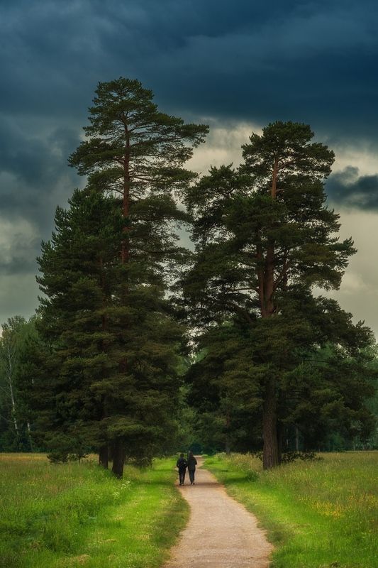 павловский_парк Двое под соснамиphoto preview