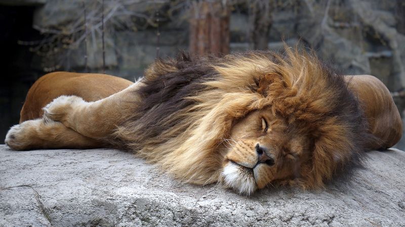 лев, кошки, большие кошки, хищные, животные, дикие животные, млекопитающие, Царь зверей отдыхает.photo preview