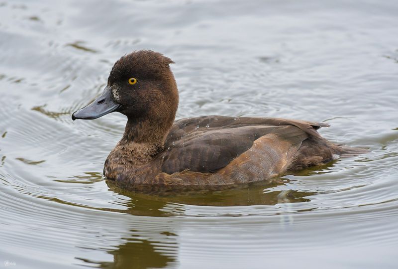 Хохлатая чернеть - самкаphoto preview