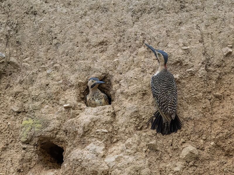 Andean Flickerphoto preview