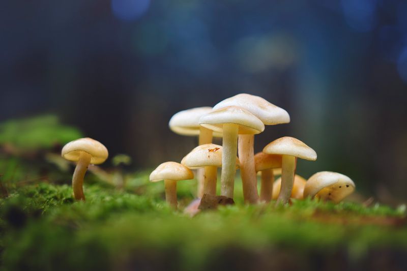 грибы, лес Грибочкиphoto preview