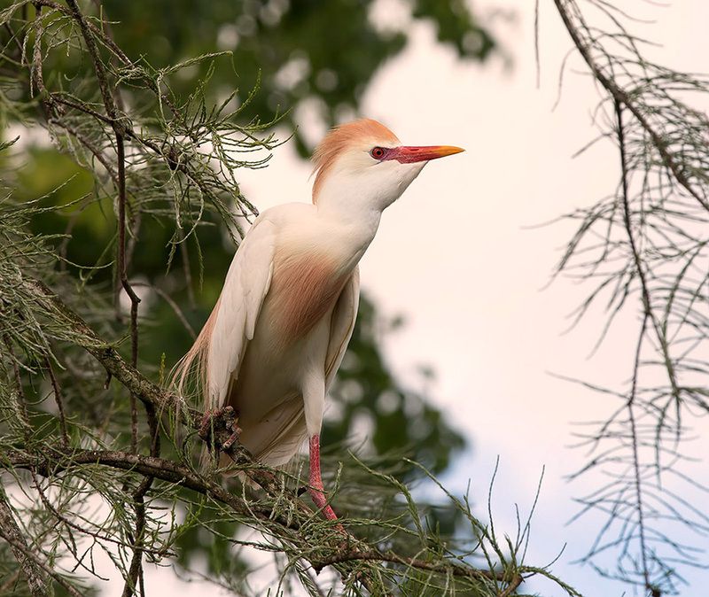 египетская цапля, cattle egret, heron, egret, florida Cattle Egret - Египетская цапляphoto preview