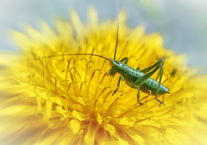 Балансируя на тычинкахphoto preview