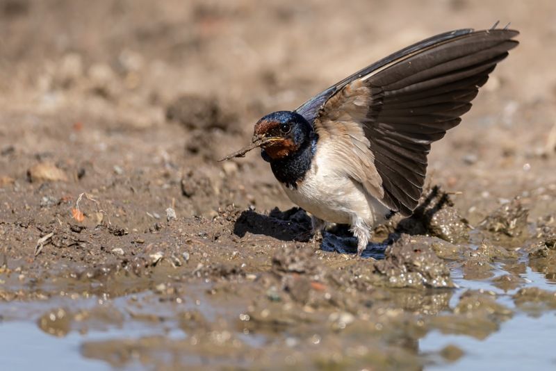ласточка, деревенская ласточка, птицы Сбор материала для гнездаphoto preview