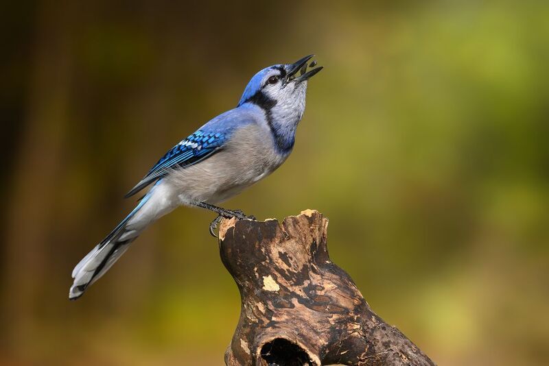 Blue Jayphoto preview