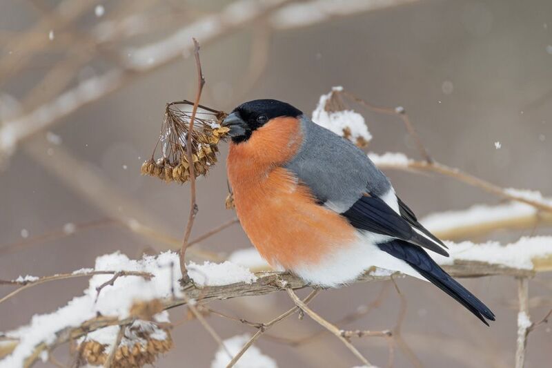 снегирь, птицы, зима, пузыреплодник Снегирьphoto preview