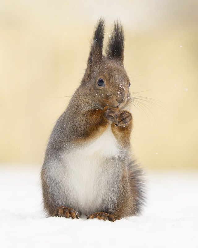 белка, белочка, зима photo preview