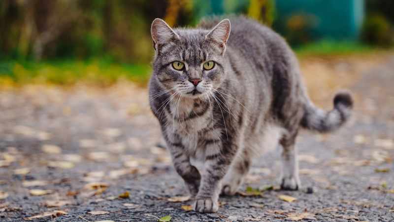 Кошкаphoto preview