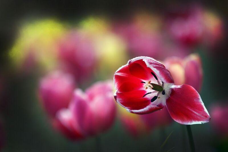 тюльпаныphoto preview