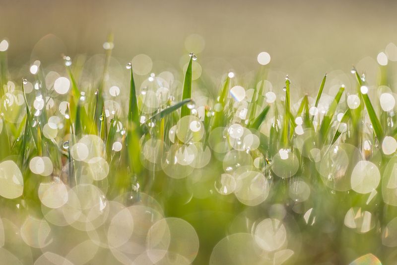 Про росуphoto preview