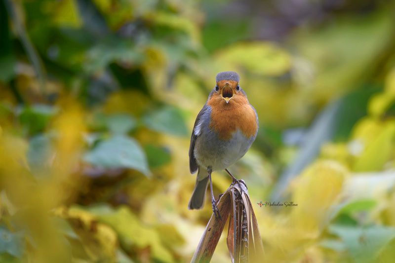 фотоохота, птица, зарянка, осень, птицы Легко на сердце от песни веселой.photo preview