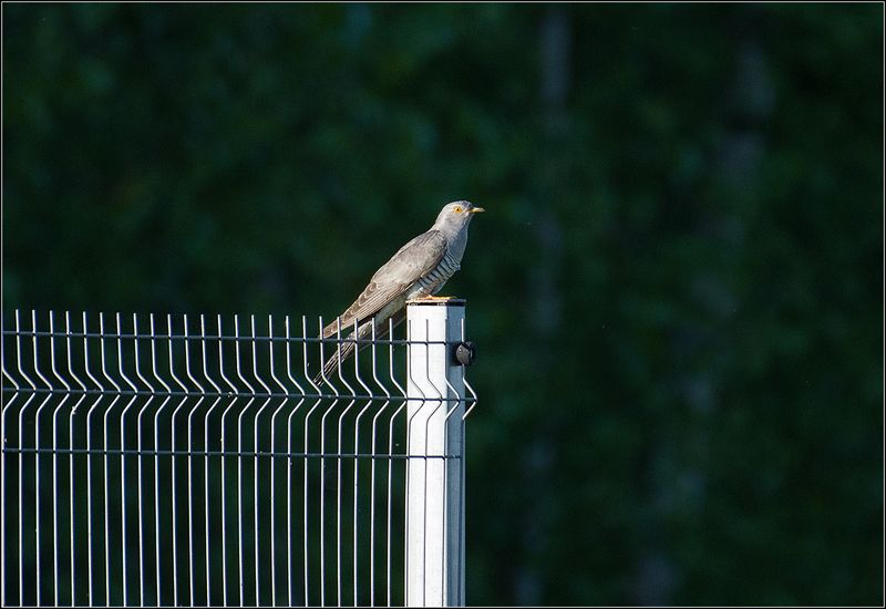 москва, лето, парк, птица Кукушкаphoto preview