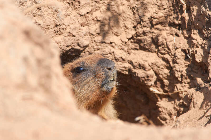 Marmota bobakб байбак, волгоград, россия,  Байбакphoto preview