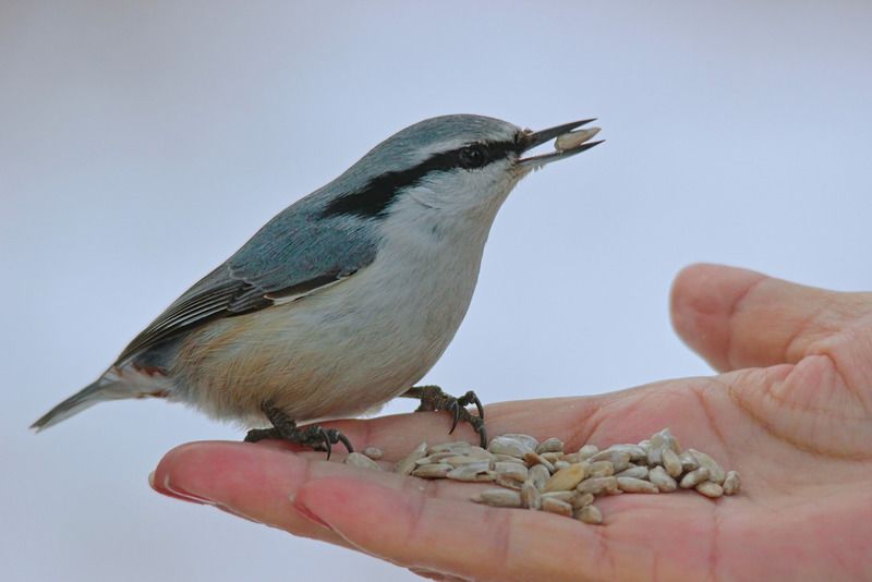 sitta europaea, обыкновенный поползень, Поползень.photo preview