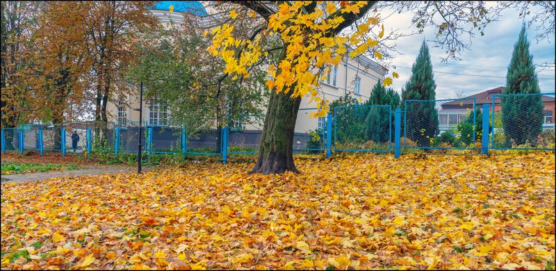 Клён...опавшийphoto preview