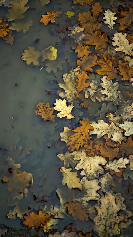 пейзаж Мутная осеньphoto preview