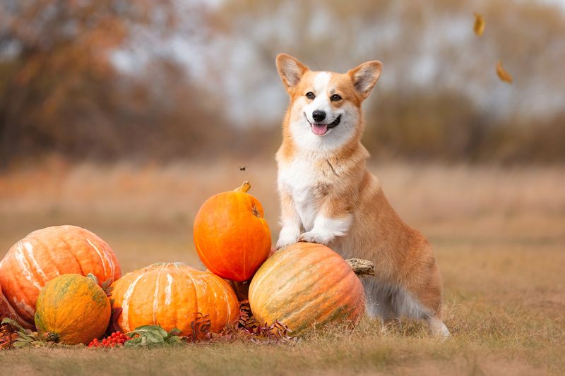 Осенняя симфонияphoto preview