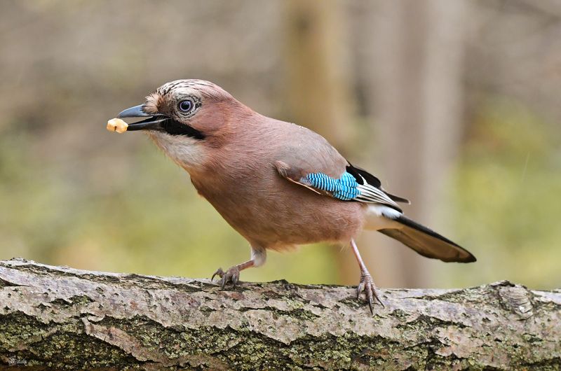 Сойкаphoto preview