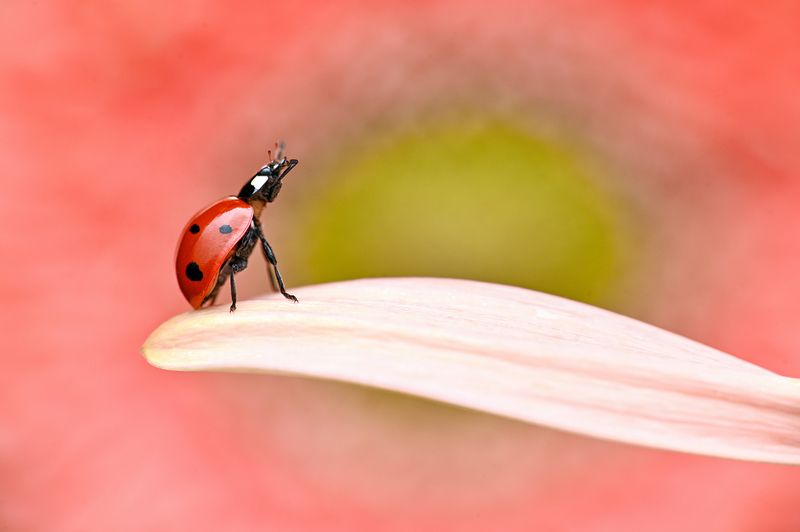 ceclii, macro  фото превью