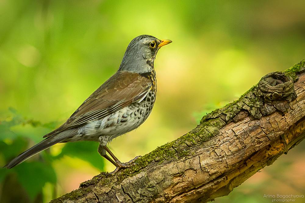 Дрозд-рябинник. Автор: Arina Bogachyova , Arina Bogachyova