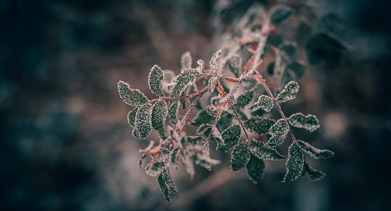 макро, природа, иней, шиповник В предзимнем сахаре...photo preview