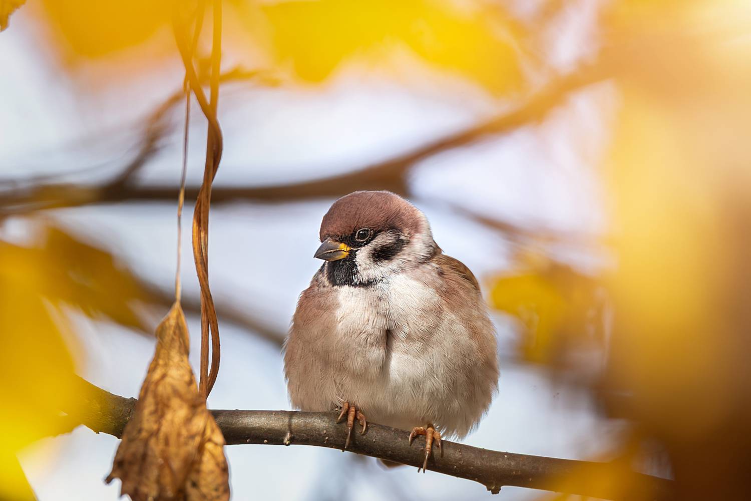 Воробей. Автор: Корнеев Алексей , Корнеев Алексей