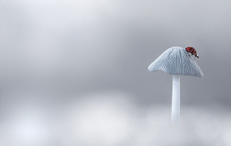 mushroom, fall, autumn, ladybug, beetle, insect, flower, macro, bugs, ladybird, wild nature A solitary stain of redphoto preview