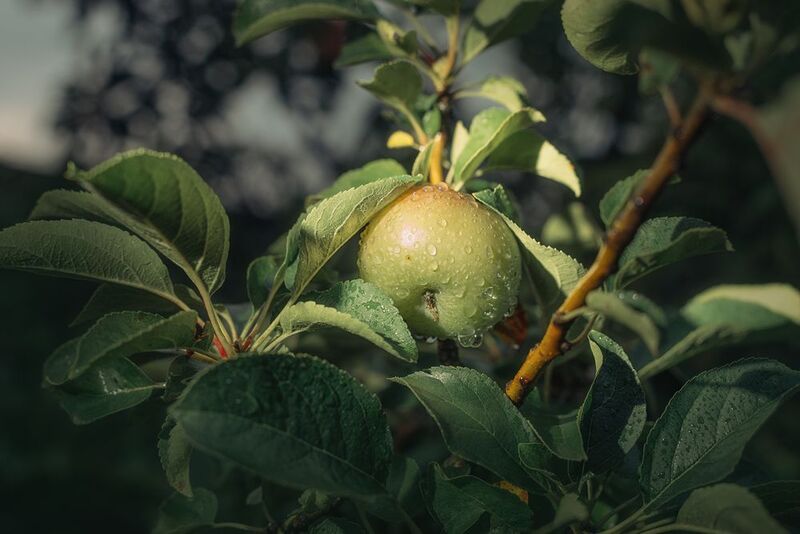 яблоко Applephoto preview