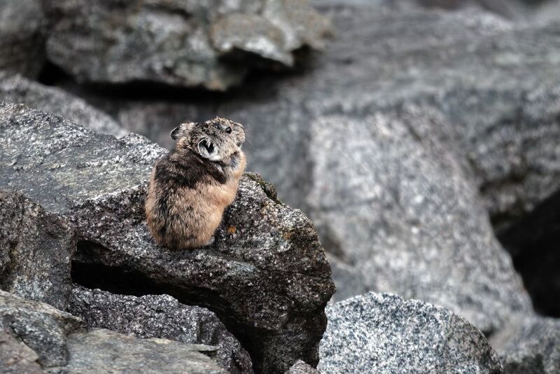 Пищуха в мечтах о летеphoto preview