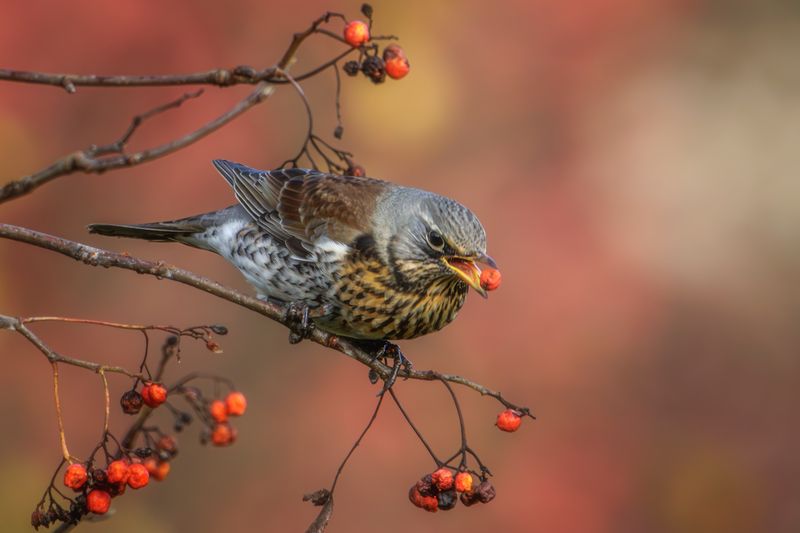 дрозд, рябинник, дрозд рябинник Рябинник фото превью