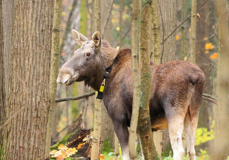 Лосиха с лосёнкомphoto preview