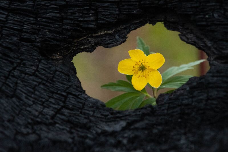 Любопытныйphoto preview