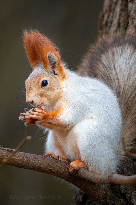 Белочка и орешек фото превью