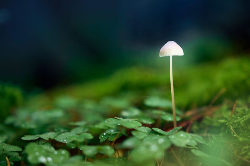 гриб Одинокий грибокphoto preview