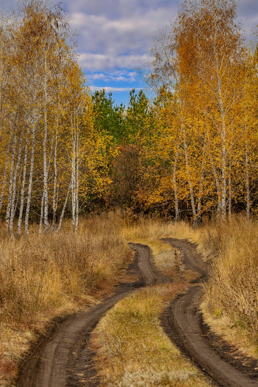 природа, осень, грунтовка, березы, Подосинников Максим