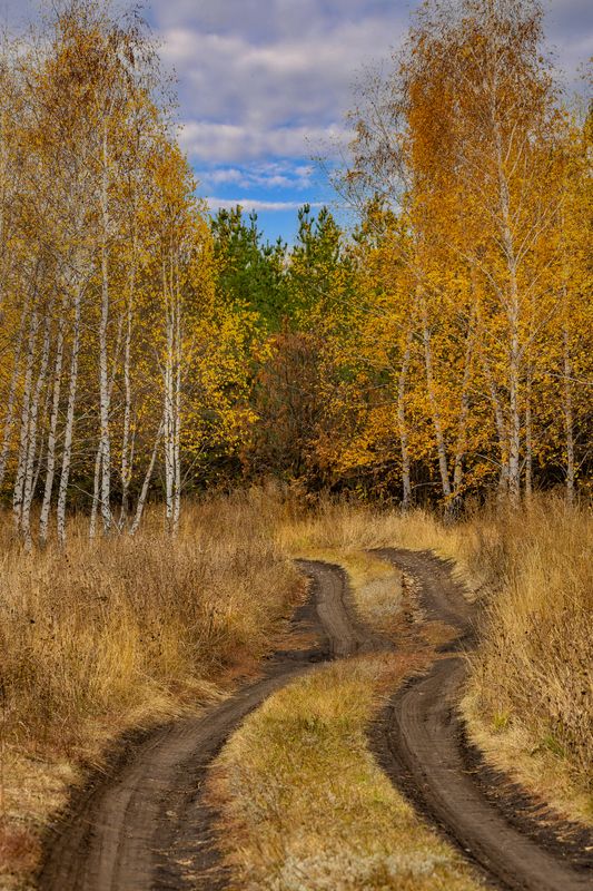 природа, осень, грунтовка, березы За поворотом осень..photo preview