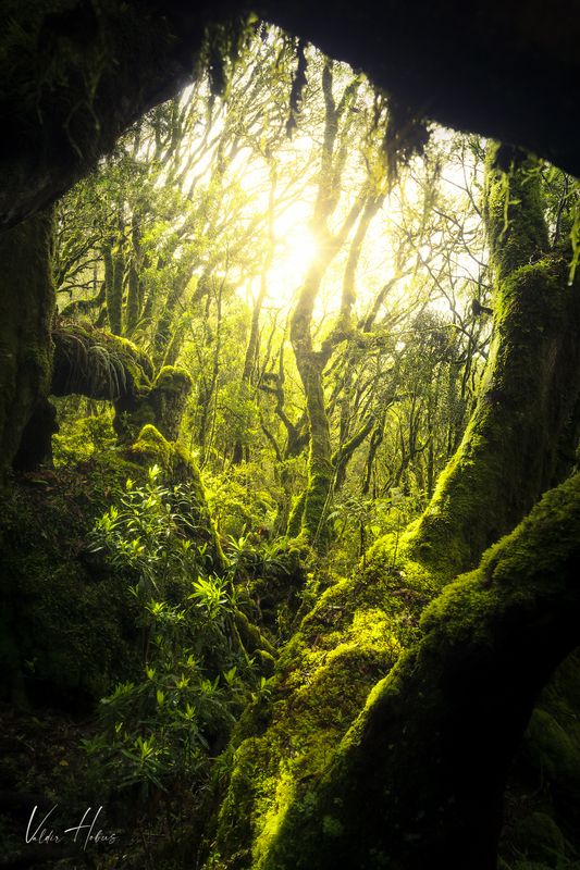 Deep forestphoto preview