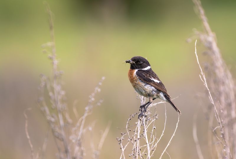 Черноголовый чекан.photo preview