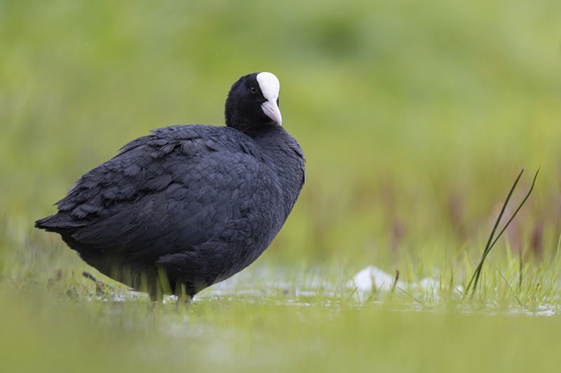 лысуха, птицы photo preview