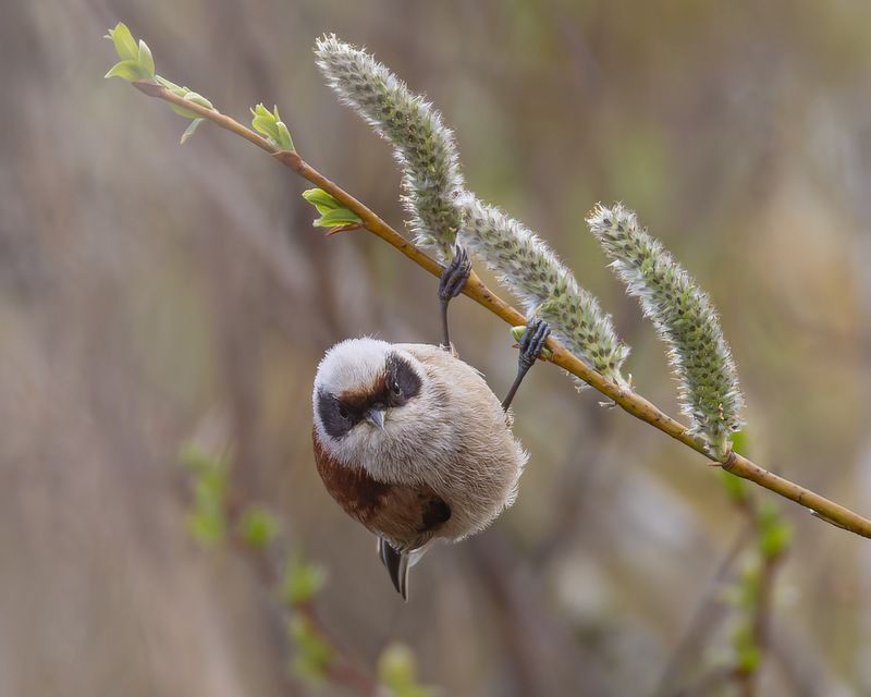 ремез, птицы Зорроphoto preview