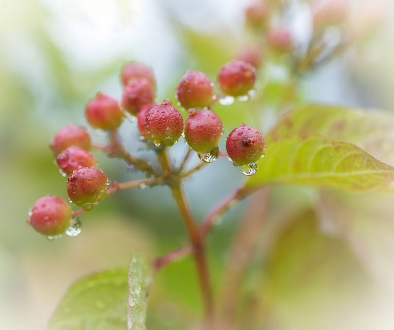 После дождяphoto preview