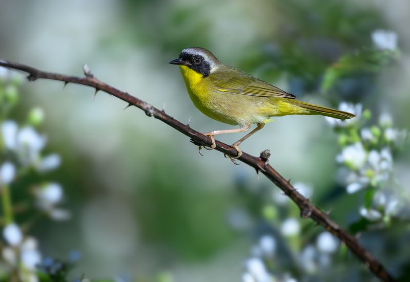 Common Yellowthroat (m)photo preview