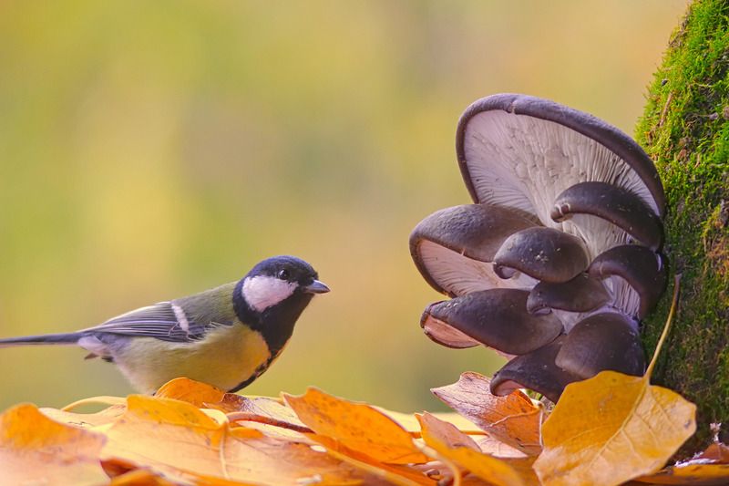 вёшенка устричная, pleurotus ostreatus,  большая синица, parus major, По грибы.photo preview
