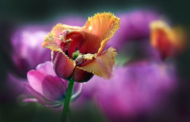 тюльпаныphoto preview