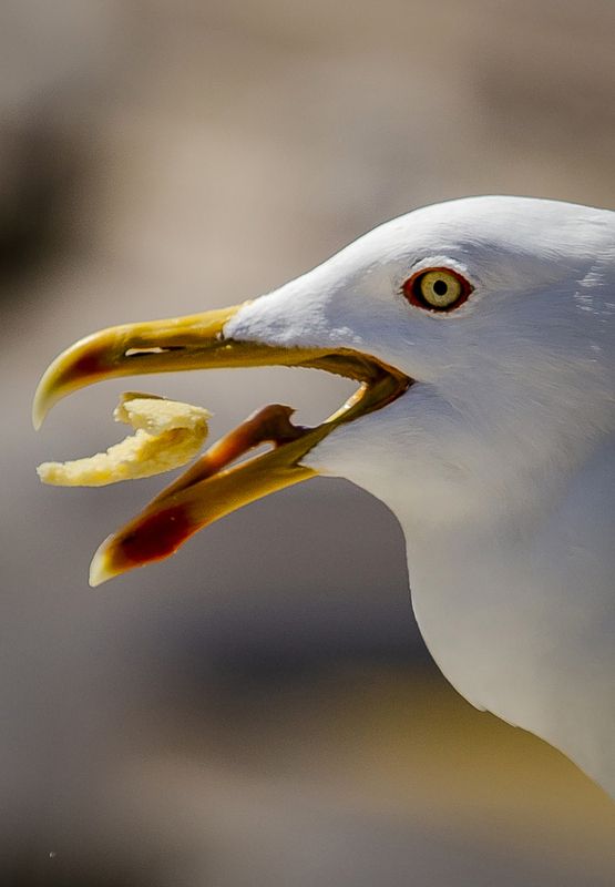 мои, марокканские, истории., эссуэйра., чайки Мои марокканские истории. Эссуэйра. Чайки фото превью