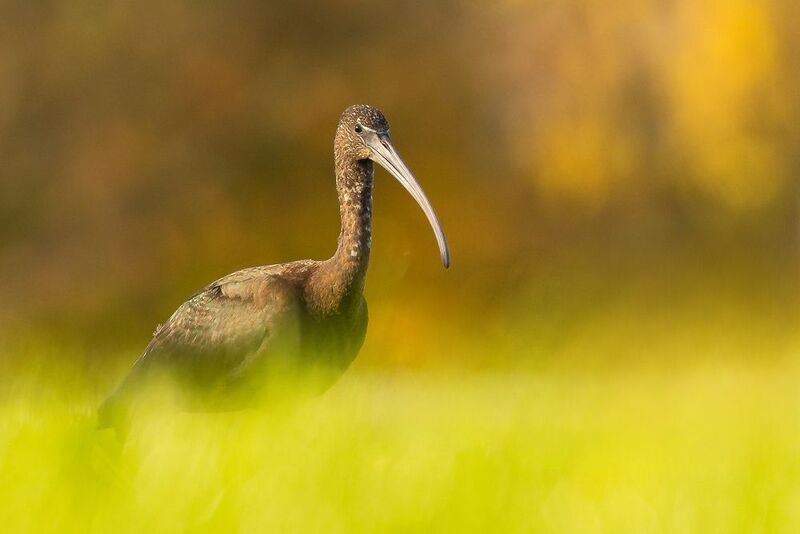 Brown ibis фото превью